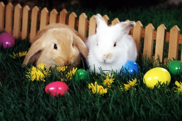 Croquis de Pâques avec des lapins et des œufs peints sur l herbe près de la clôture décorative