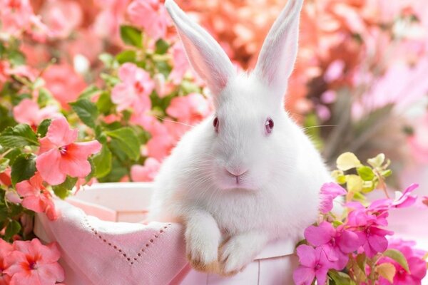 White eared rabbit in the middle of flowers