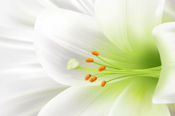 Bright desktop wallpapers. Flower