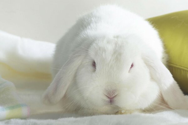 Cute white fluffy rabbit