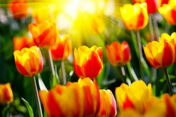 Spring sun is greeted by tulips. Fields of Holland