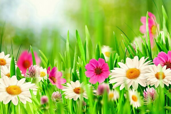 Summer meadow blooming in sunny weather