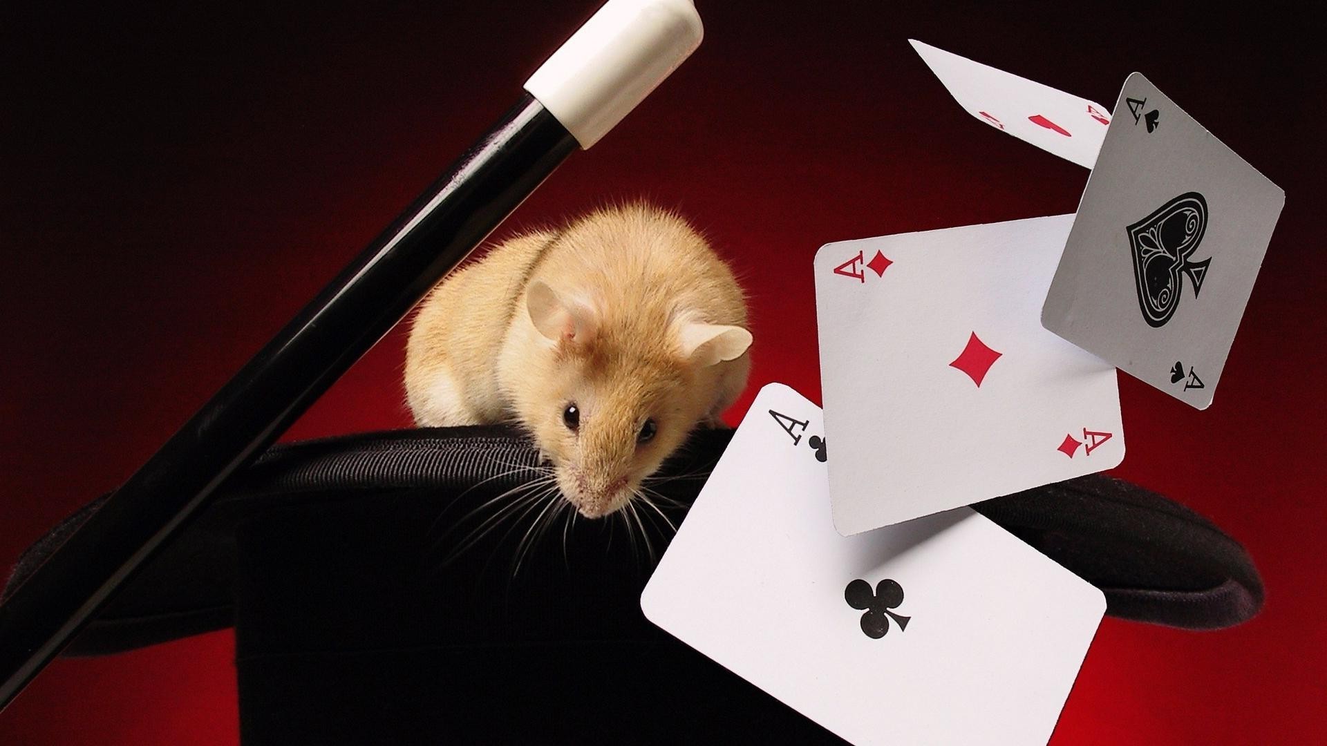 animals poker casino one business risk mammal luck gambling