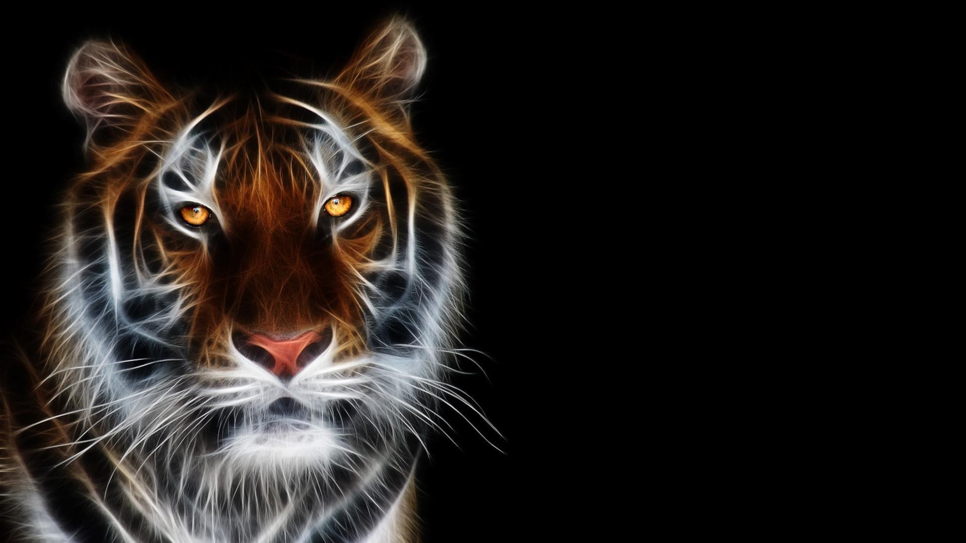 tigers portrait desktop animal