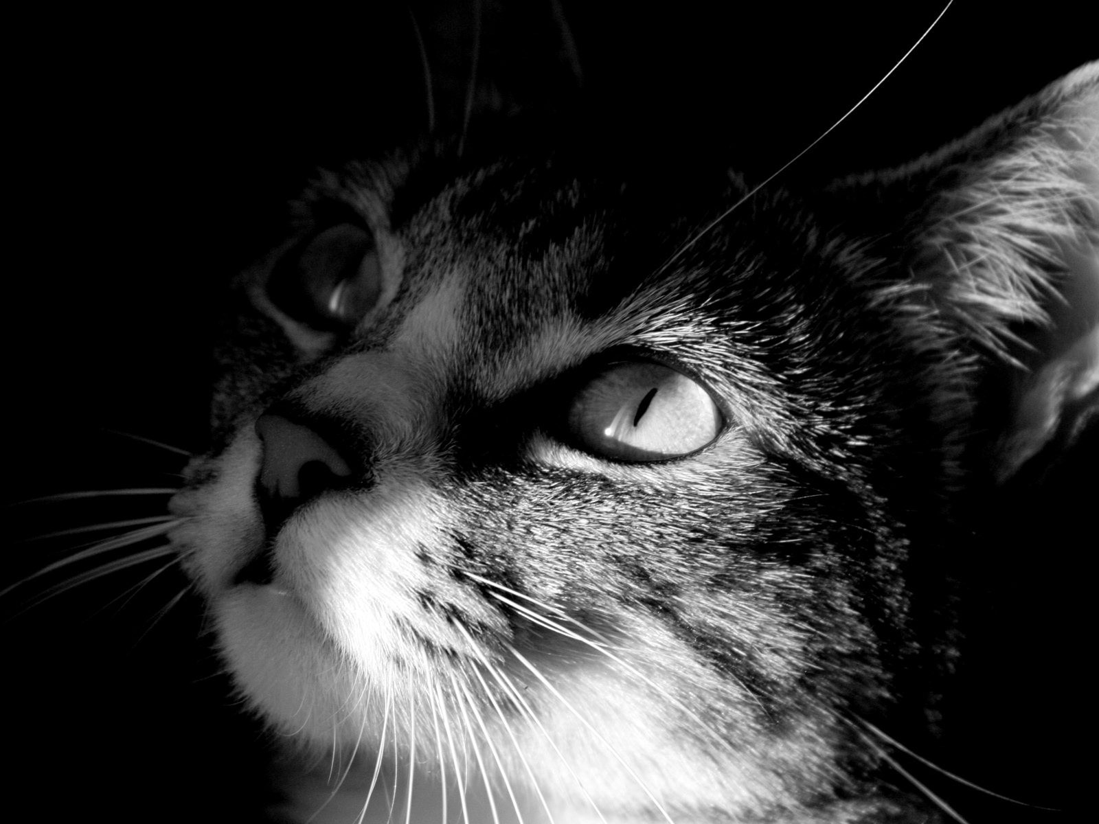 katze katze porträt auge kätzchen haustier tier niedlich monochrom ein gesicht fell säugetier schlaf haare studio grau nase