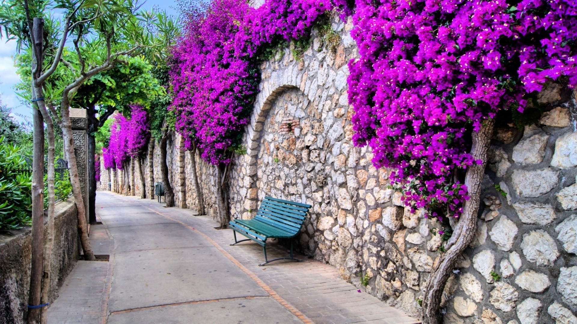 estrada flor jardim flora pedra natureza verão ao ar livre cor folha decoração