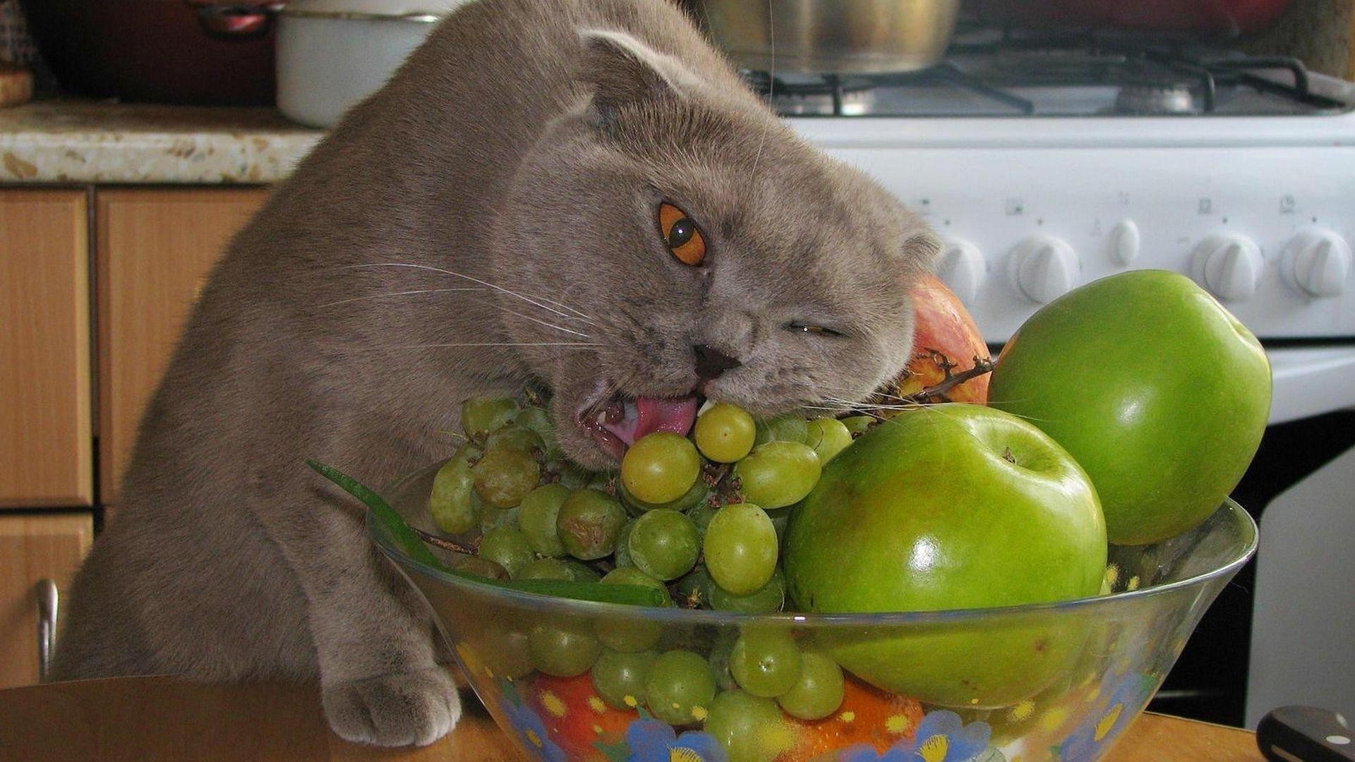 cats food grow fruit portrait still life