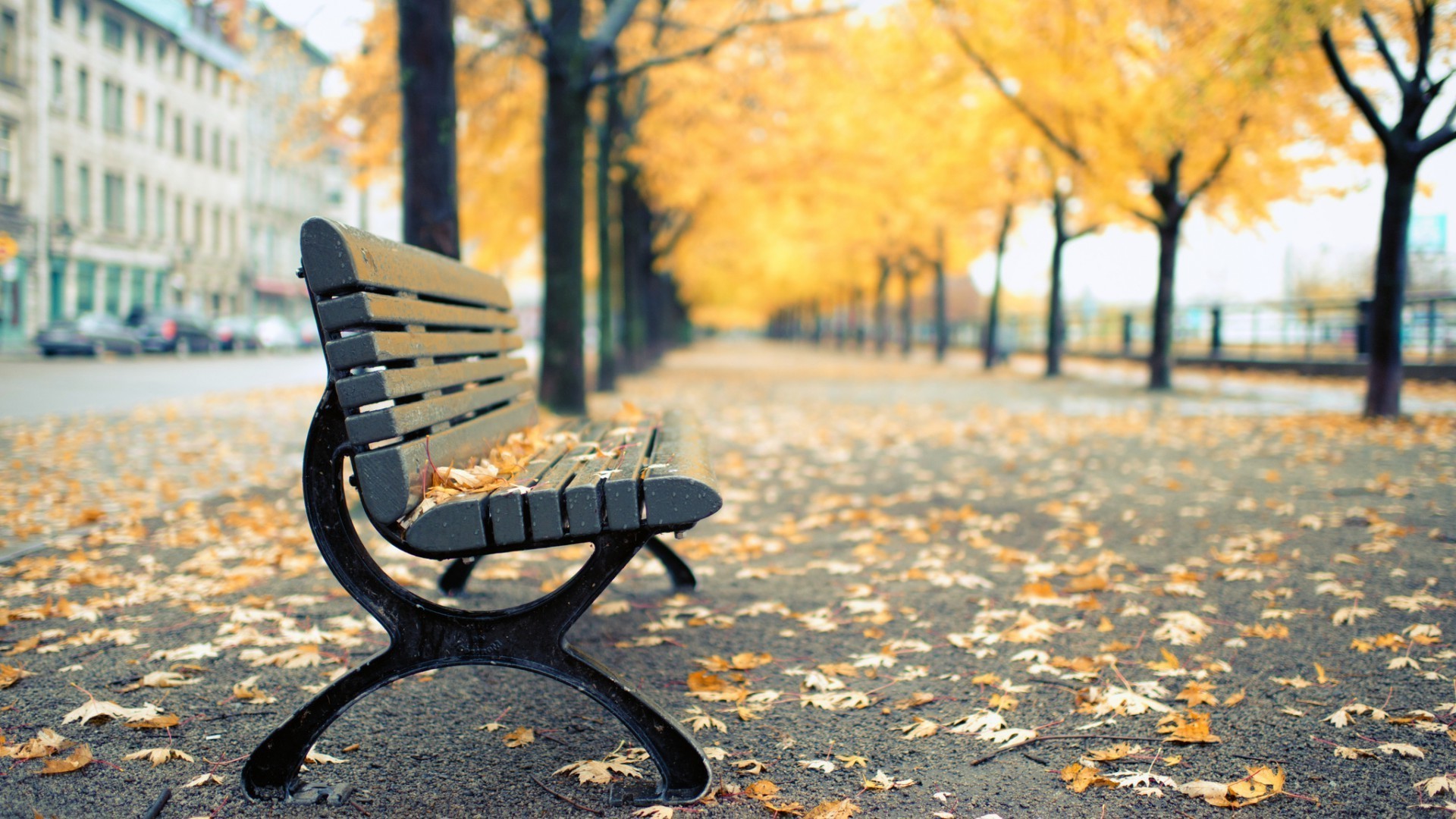 leaves fall bench nature wood chair leaf park outdoors tree season seat relaxation fair weather pavement sun