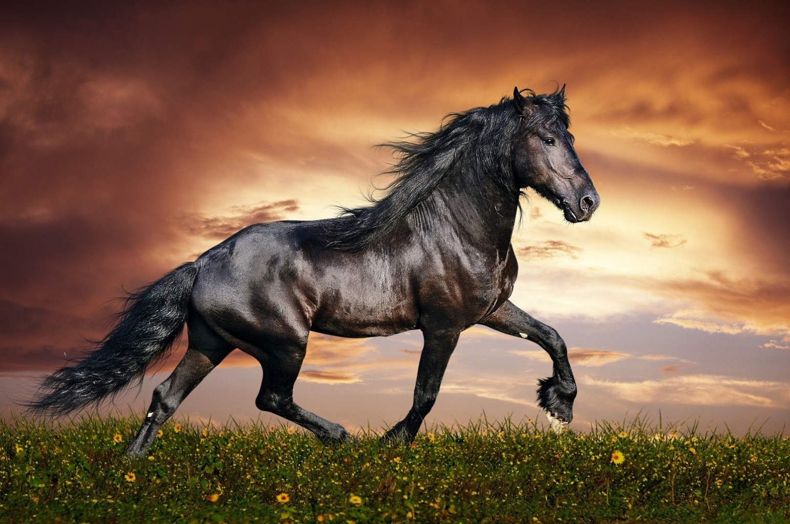 caballos mare caballería mamífero caballo semental ecuestre cría de caballos animal mane campo granja mustang hierba pasto puesta de sol heno pony