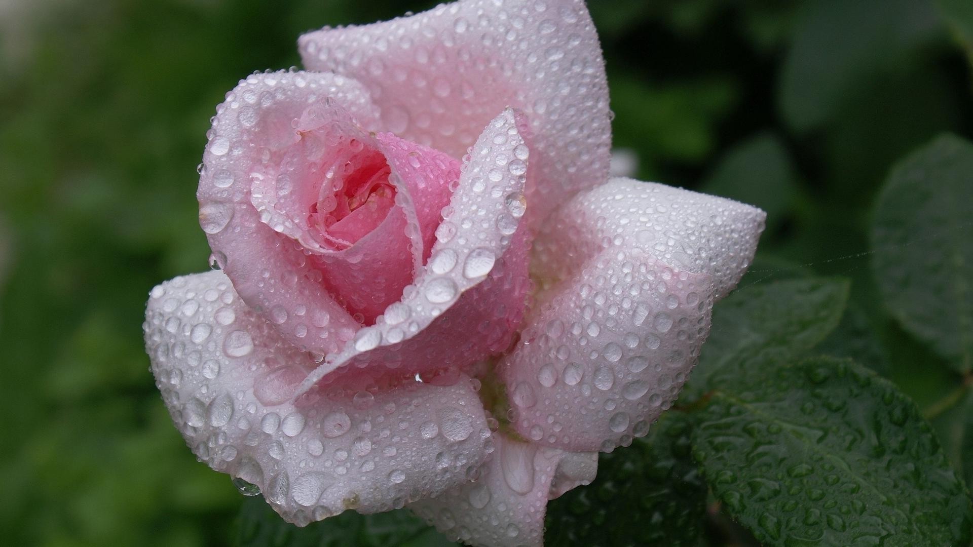 róże kwiat natura liść flora ogród rosy lato na zewnątrz