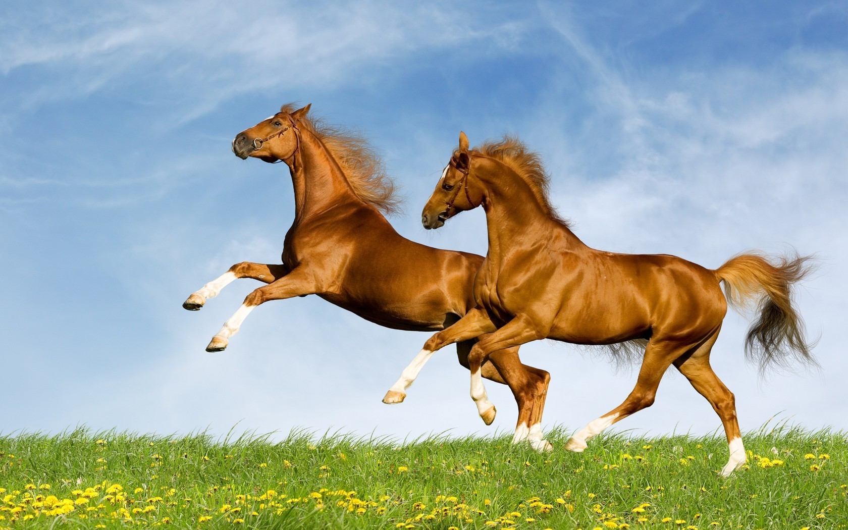 cavallo cavallo erba mammifero fieno mare mane campo cavalleria equestre stallone allevamento di cavalli animale correre fattoria pascolo pascolo saltare purosangue libertà