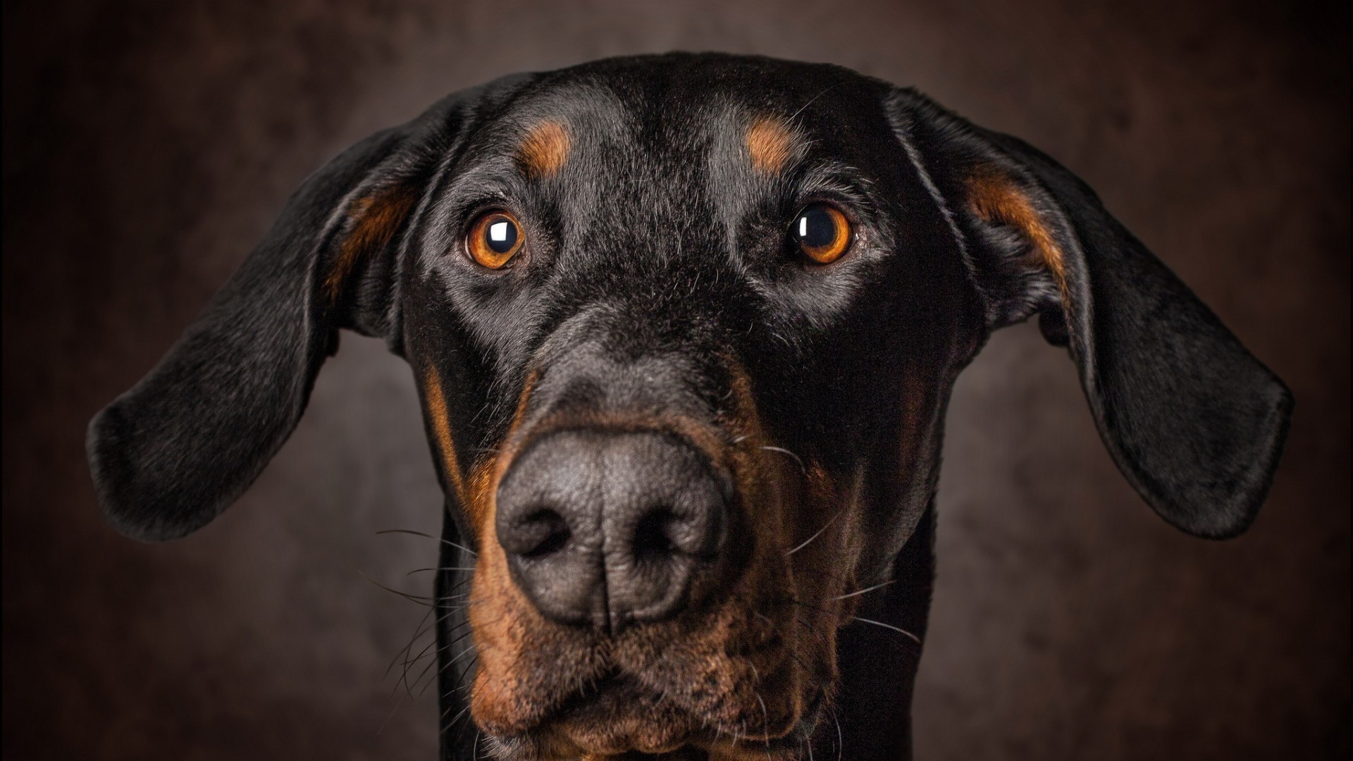 cães cão animal mamífero retrato animal de estimação fofa cinegrafista doméstico filhote de cachorro