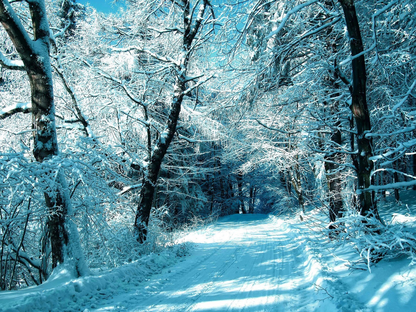 invierno madera nieve escarcha árbol frío paisaje hielo temporada congelado naturaleza rama escénico tiempo parque helado buen tiempo paisaje escena