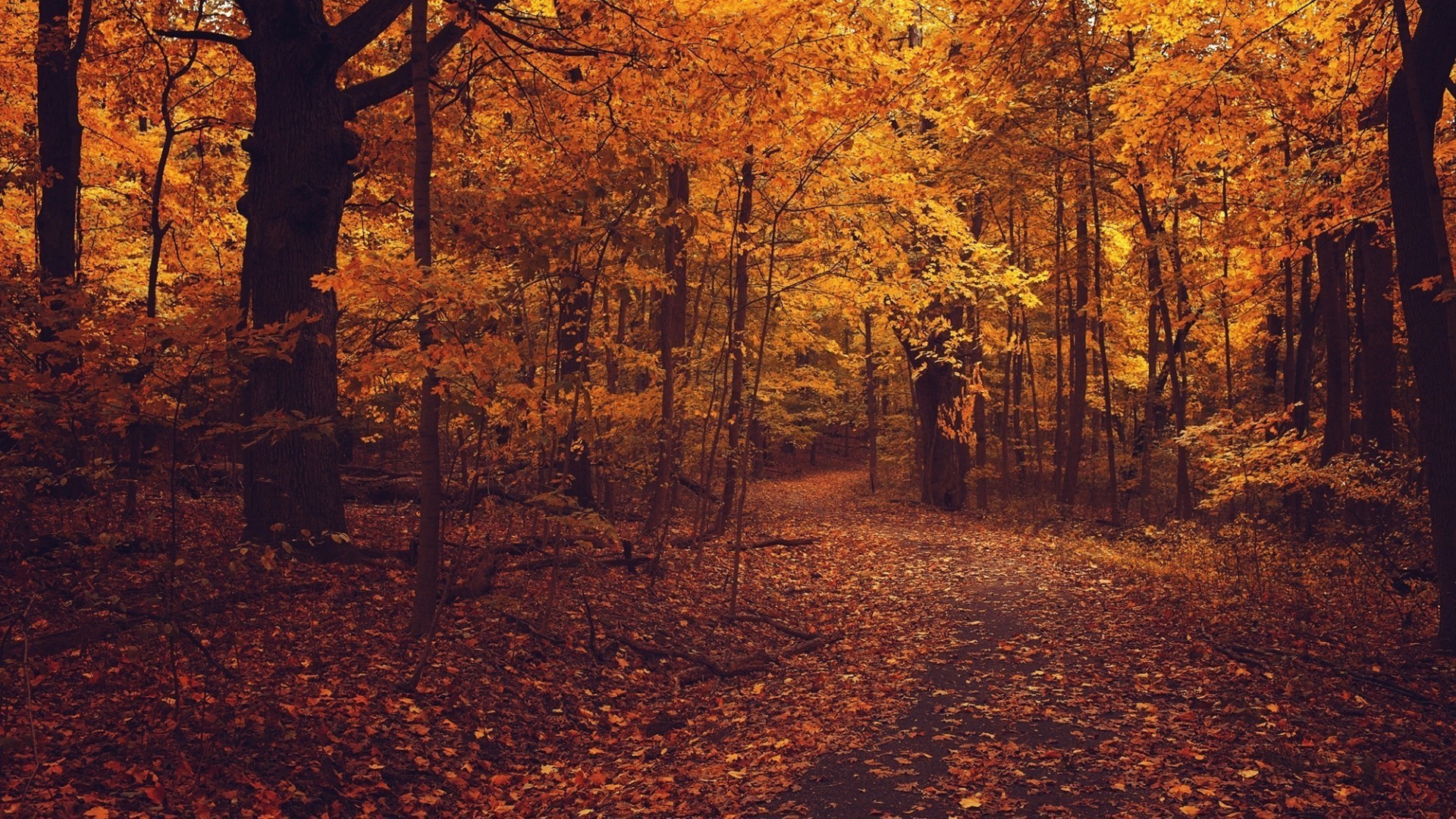 sonbahar sonbahar ağaç park yaprak ahşap manzara açık havada doğal altın doğa