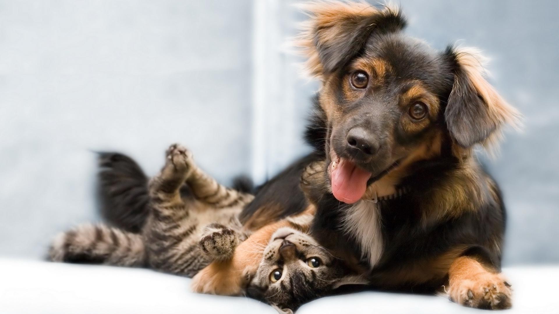 hunde säugetier niedlich tier haustier hund hundeführer welpe fell wenig junge sitzen porträt ansicht reinrassig inländische rasse freundschaft katze