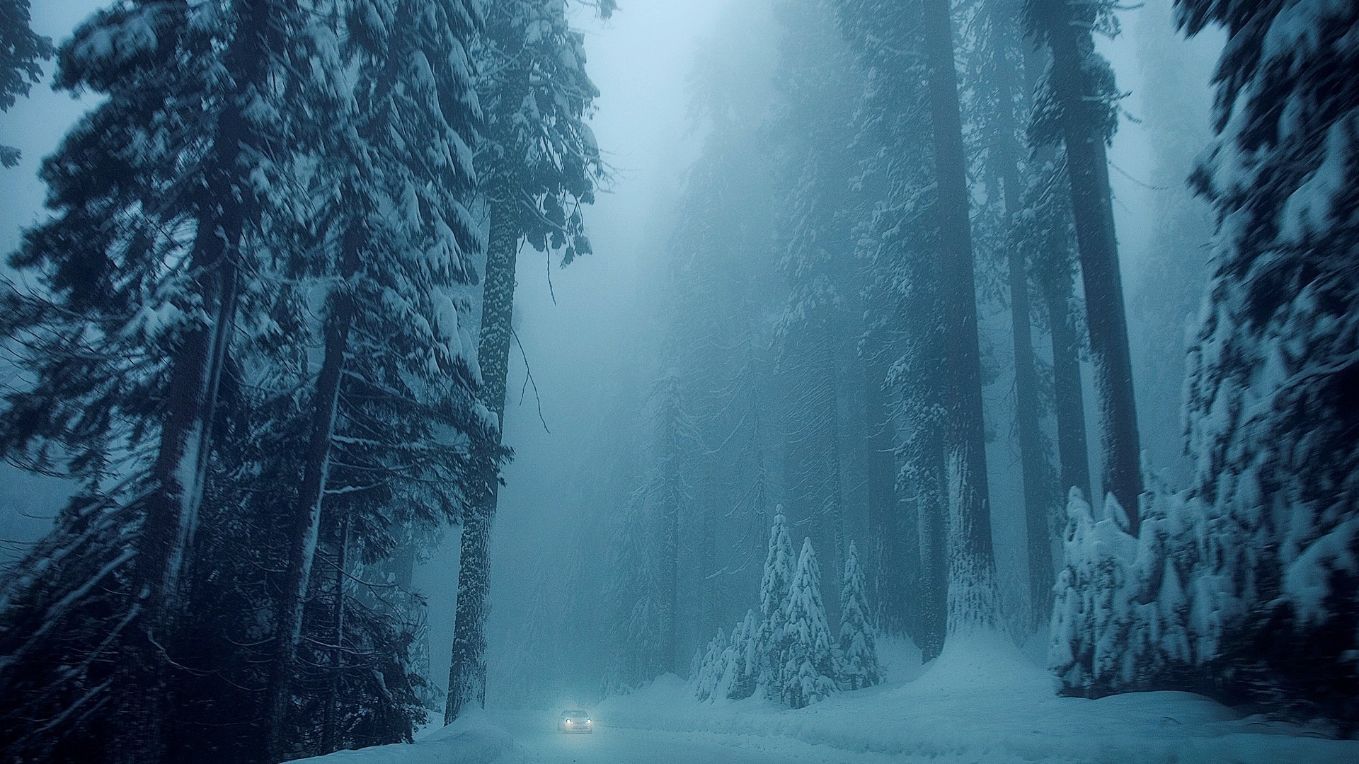 hiver neige brouillard froid eau brouillard glace paysage bois gel conifères bois à l extérieur voyage nature