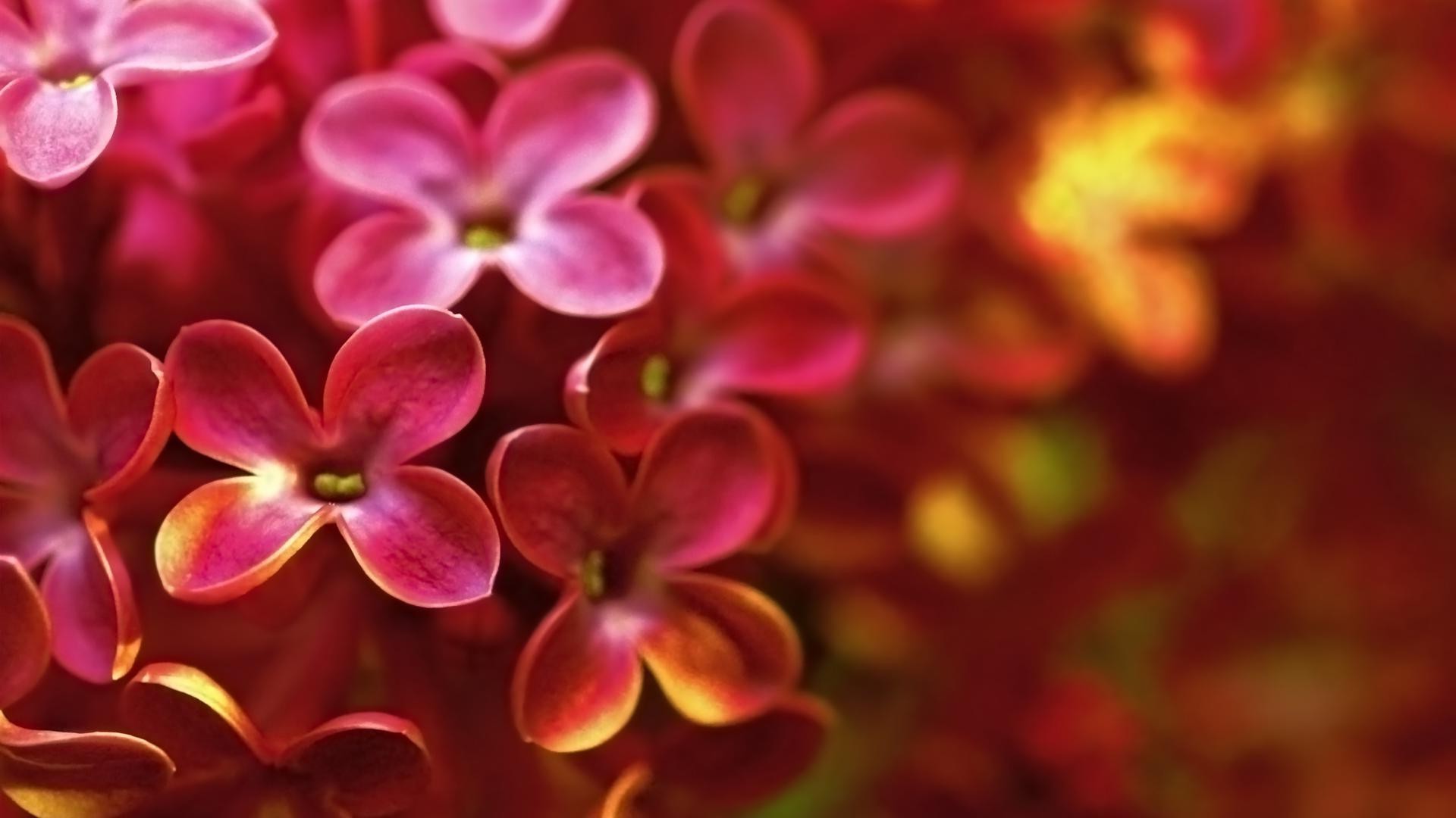 flowers flower nature flora floral petal garden color blooming summer decoration beautiful bright romantic close-up romance leaf bouquet