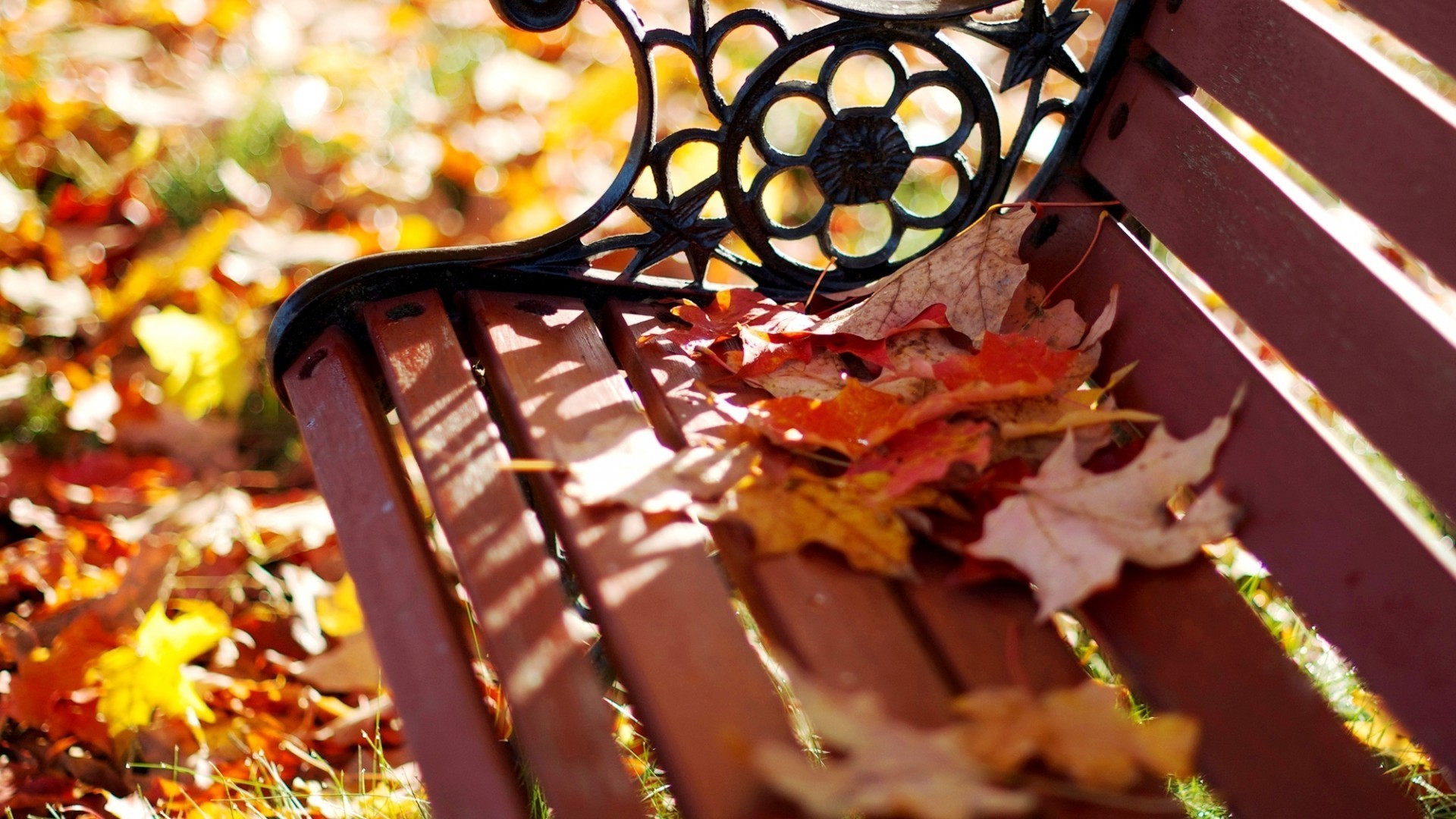 leaves fall food leaf chocolate candy desktop