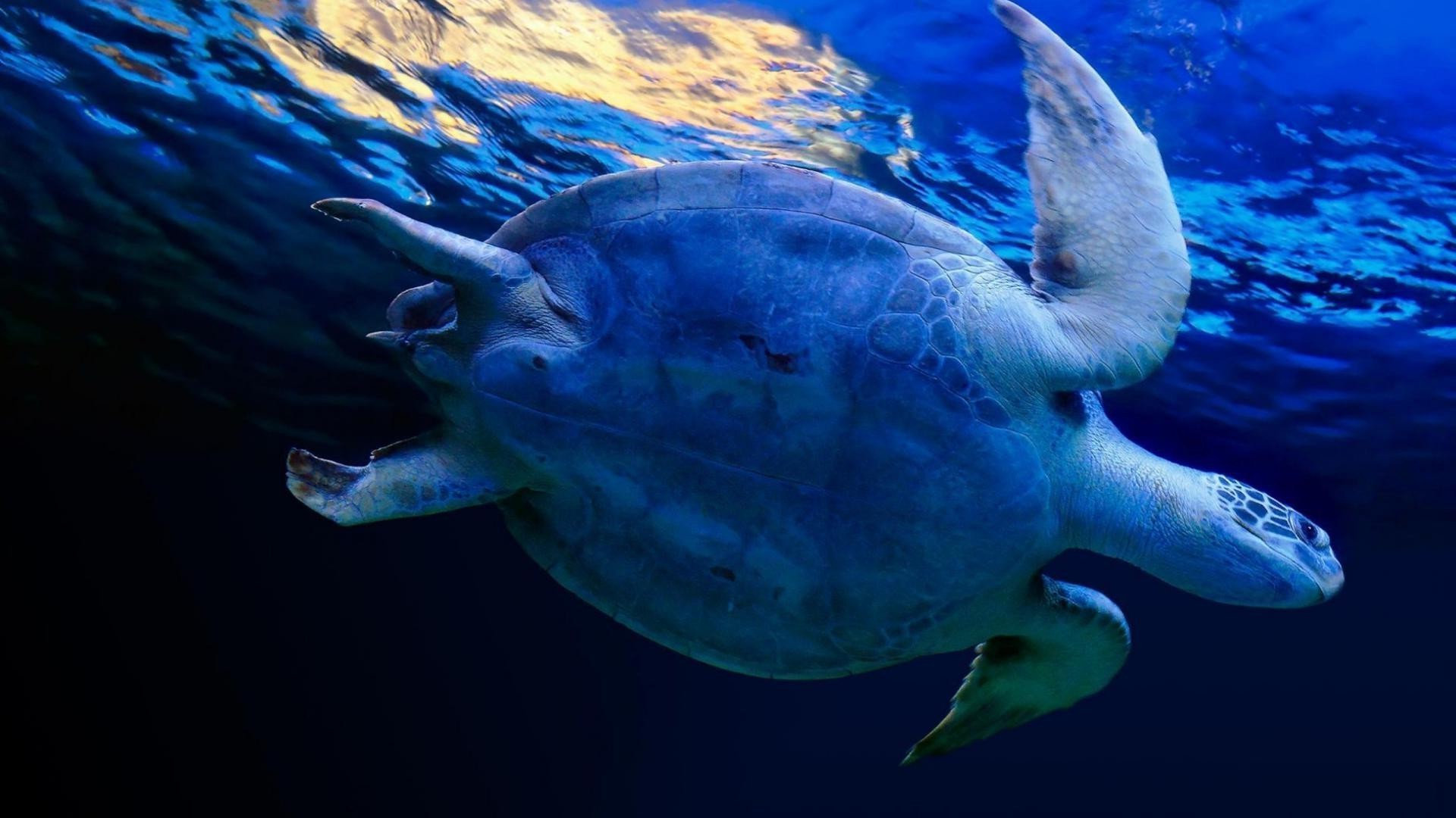 animais debaixo d água peixes natação oceano água tartaruga vida selvagem mar natureza fuzileiro naval