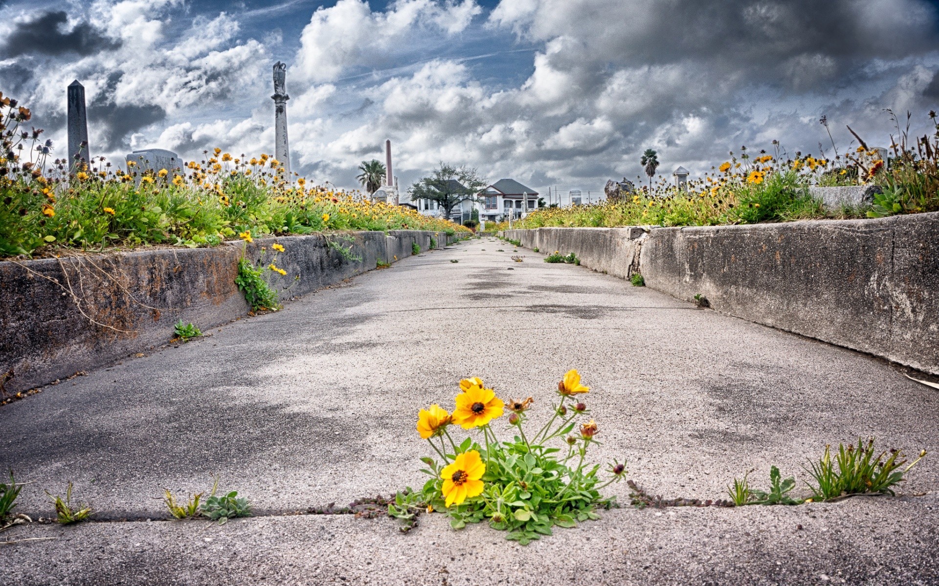 halloween road nature guidance garden summer grass landscape flora travel outdoors flower asphalt rural street sky