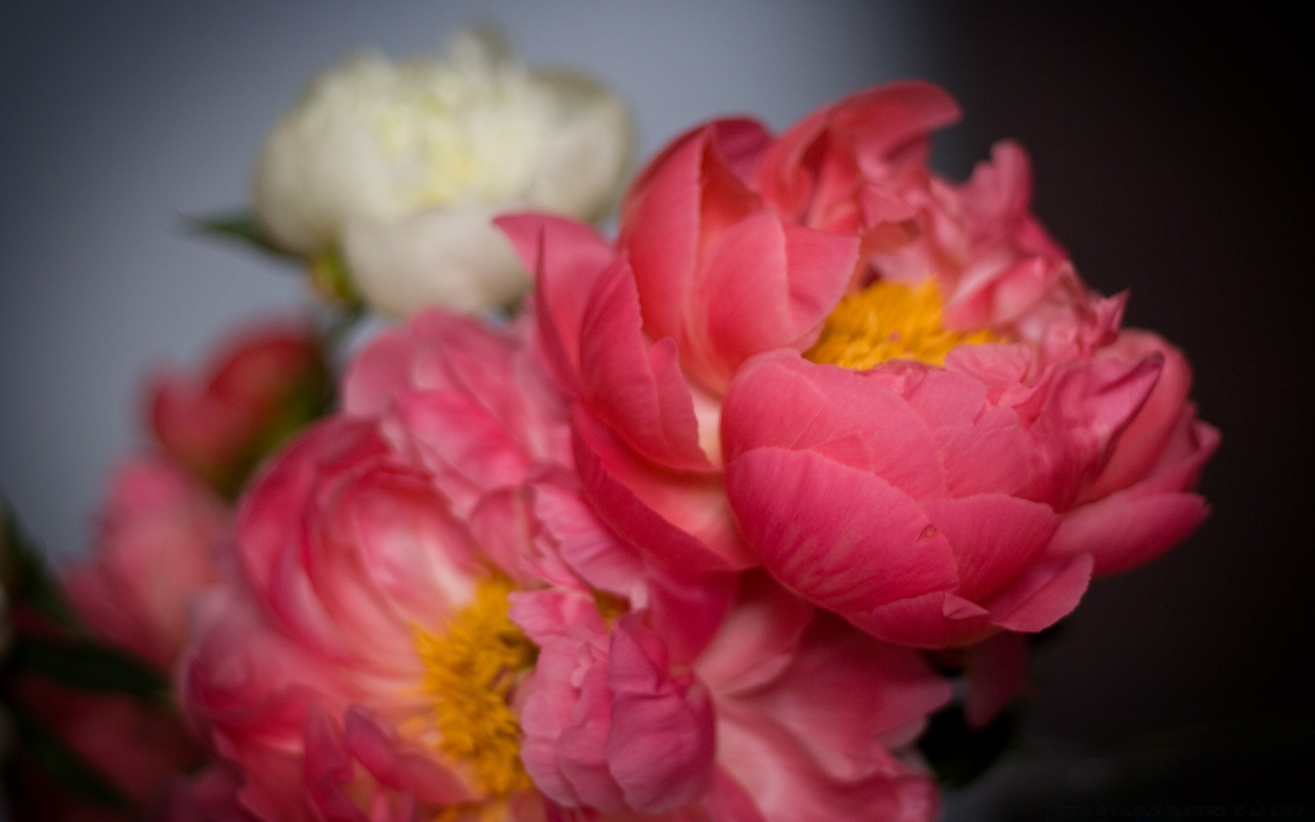 pasqua fiore natura rosa floreale petalo bella flora bouquet matrimonio amore foglia fiore colore estate romantico romanticismo vivid giardino peonia