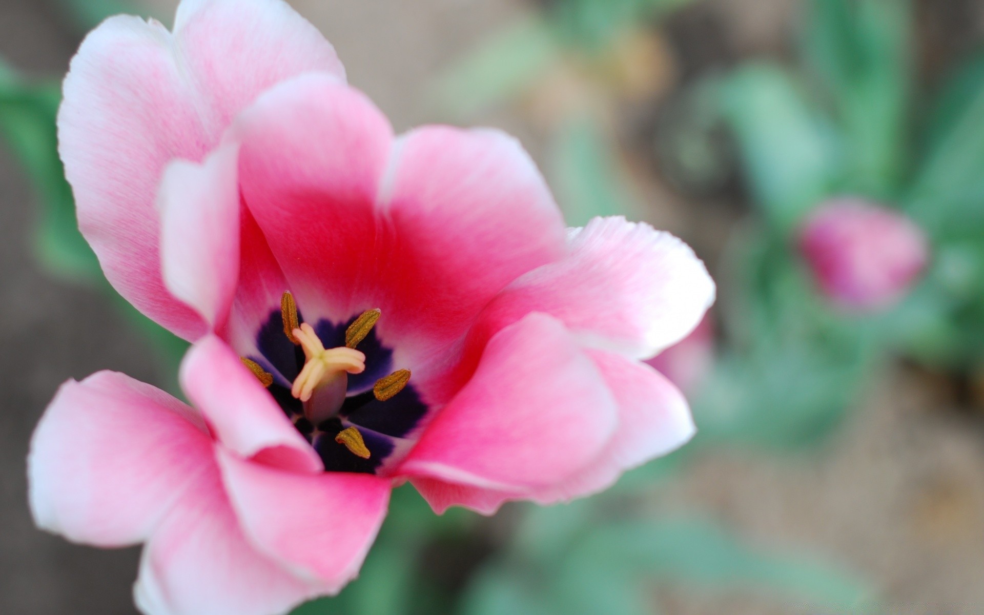 easter flower nature flora garden petal blooming color leaf beautiful summer floral close-up rose bright outdoors park pollen growth delicate