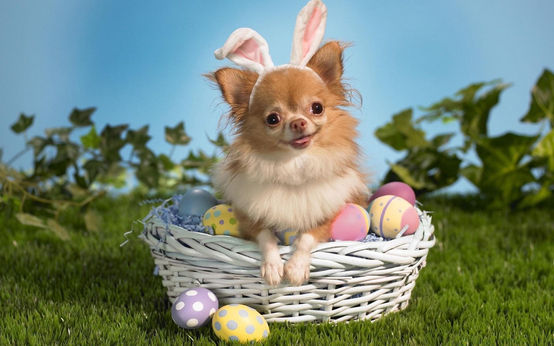 easter cute basket grass little young animal mammal pet baby funny adorable portrait nature fur