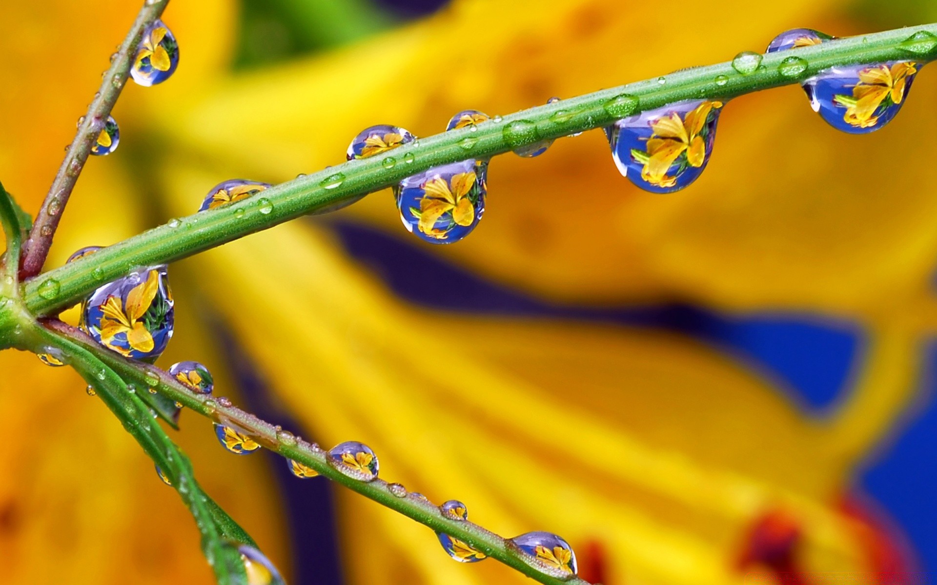 pascua flora naturaleza hoja lluvia rocío flor crecimiento color verano brillante jardín al aire libre gota mojado primer plano