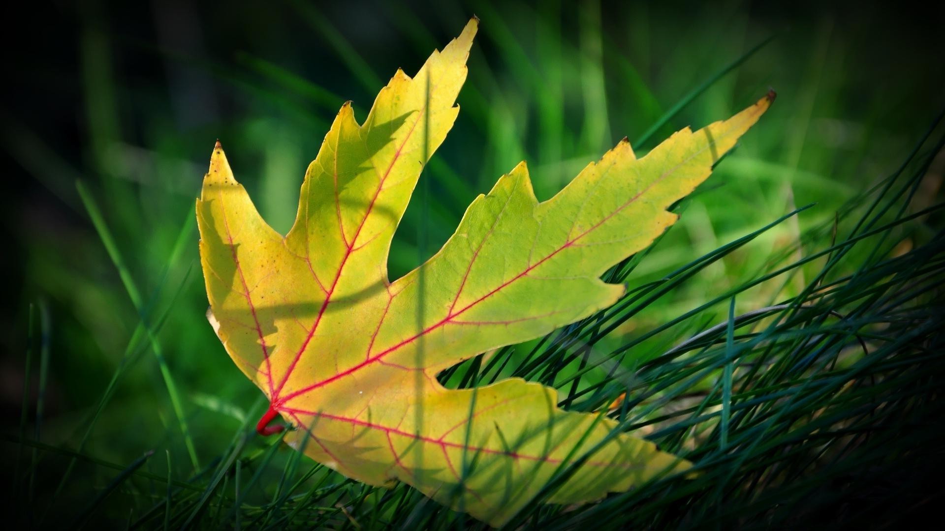 hojas hoja naturaleza flora otoño brillante crecimiento color al aire libre luz medio ambiente árbol brillante madera hierba jardín exuberante temporada escritorio