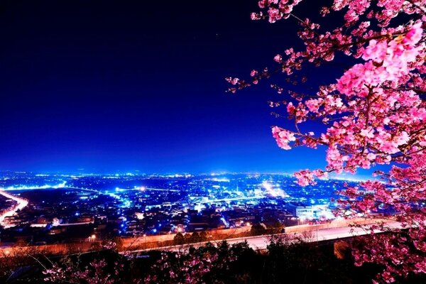 View of the night city with sakura