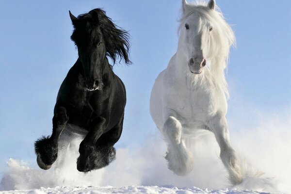 Belos cavalos brancos e pretos.