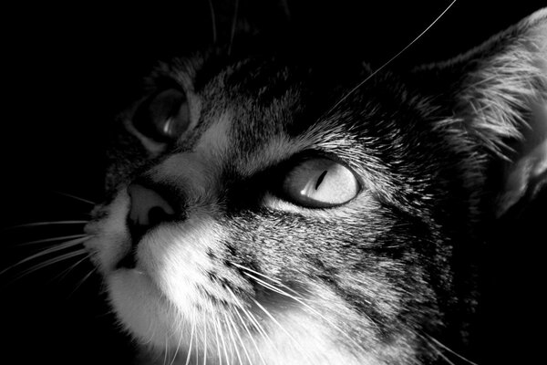 Retrato de gato, ojos de gatito