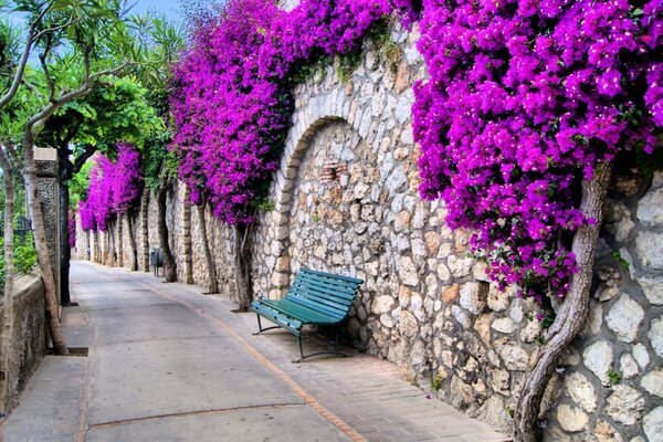 Belle clôture entourée d arbustes lilas