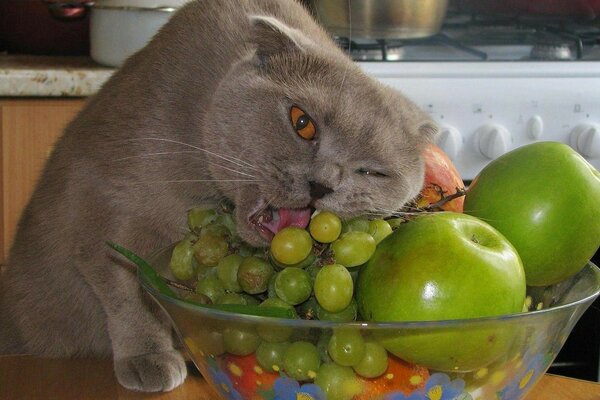 Prato de frutas. O gato apreciou