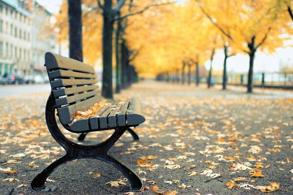 In der Natur eine Bank aus Holz, im Herbst