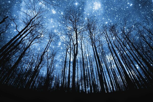 Beautiful starry sky. Forest