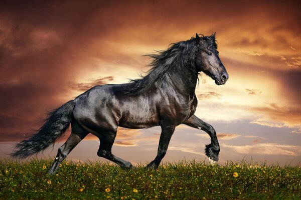 The graceful gait of a dark horse