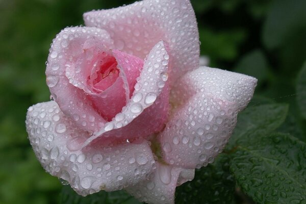 Rosa delicada en gotas de rocío