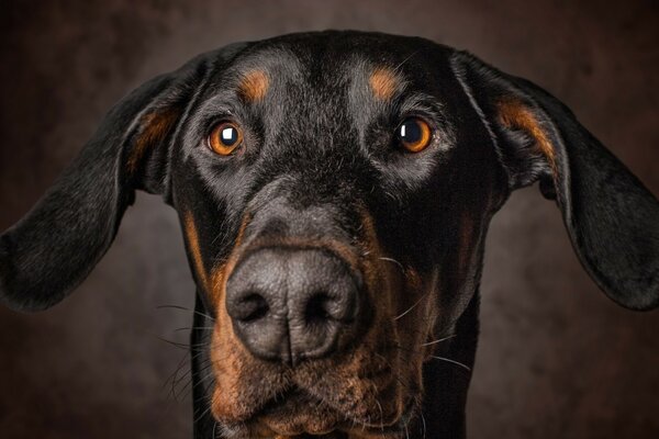 Increíble perro en un fondo de chocolate