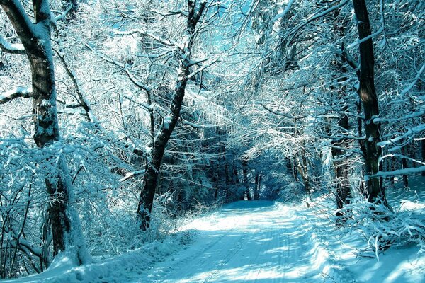 Hermoso bosque de invierno y árboles en la nieve