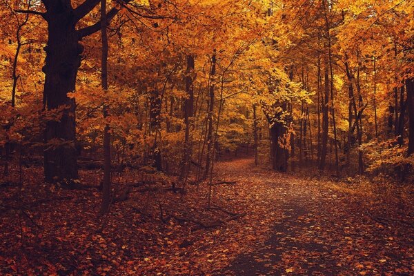 Strada tra le foglie nella foresta d autunno