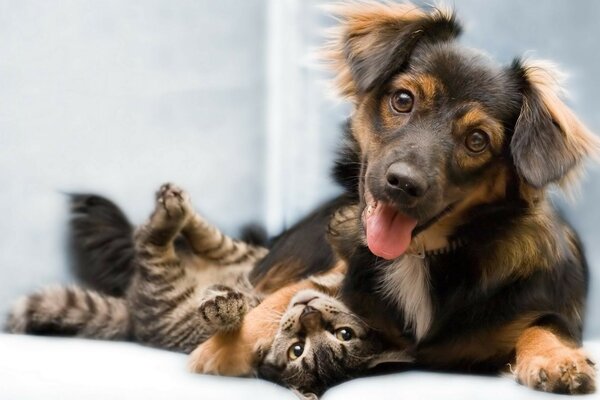 Köpek yavrusu beyaz bir arka plana karşı yavru kediyi kucaklıyor