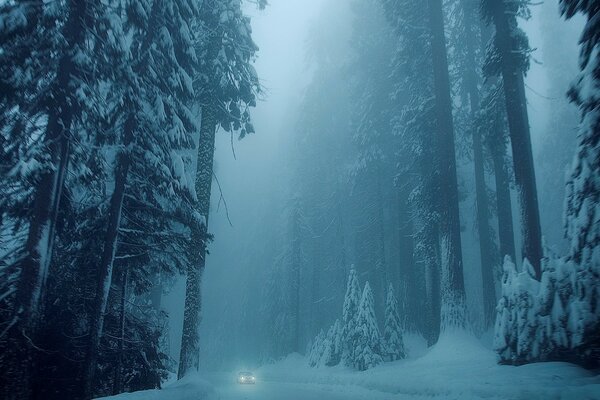 طريق الشتاء ، غابة في الضباب