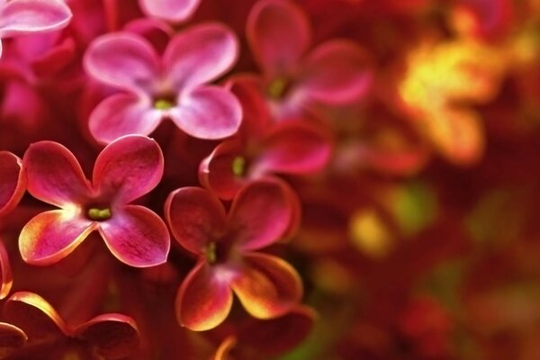 The family of red flower quatrefoils