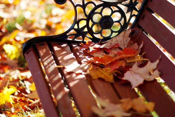 Grandes feuilles se trouvent sur le banc