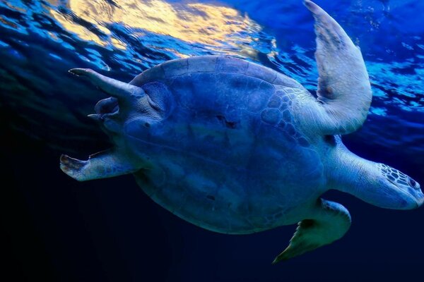 Tortue de mer nage dans l eau bleue