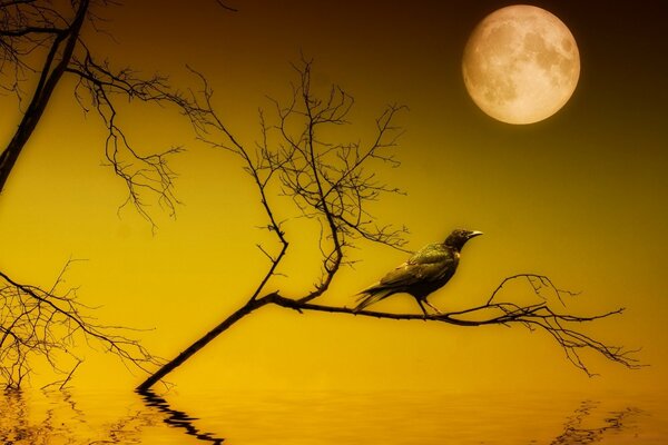 A bird sits under a full moon