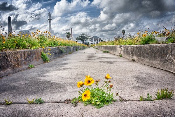 Chemin du jardin avec clôture fleurie