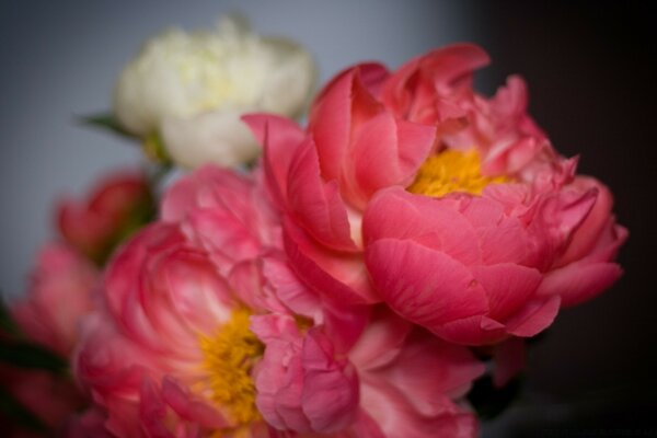 Delicada y muy hermosa flor rosa