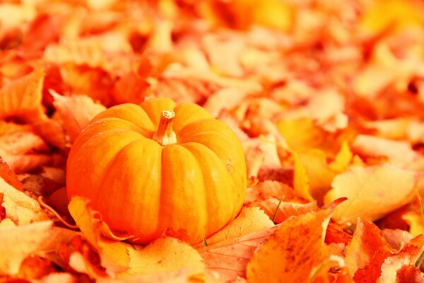 Zucca nel fogliame autunnale